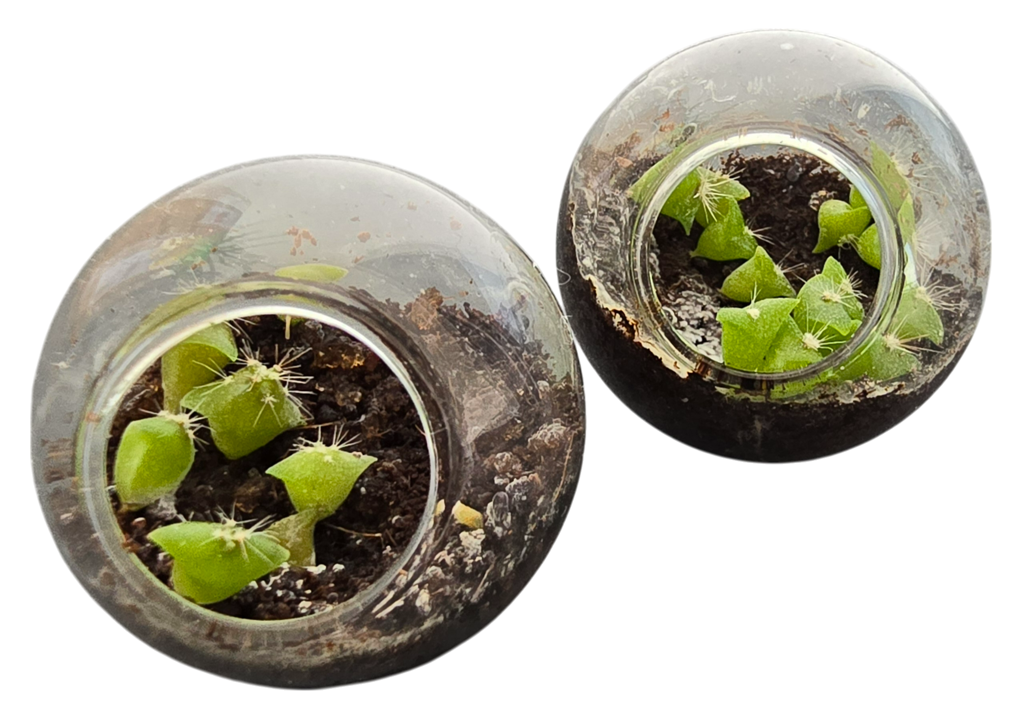 Flowering Cacti Tiny Terrariums Bundle - 2 each of 3 Varieties