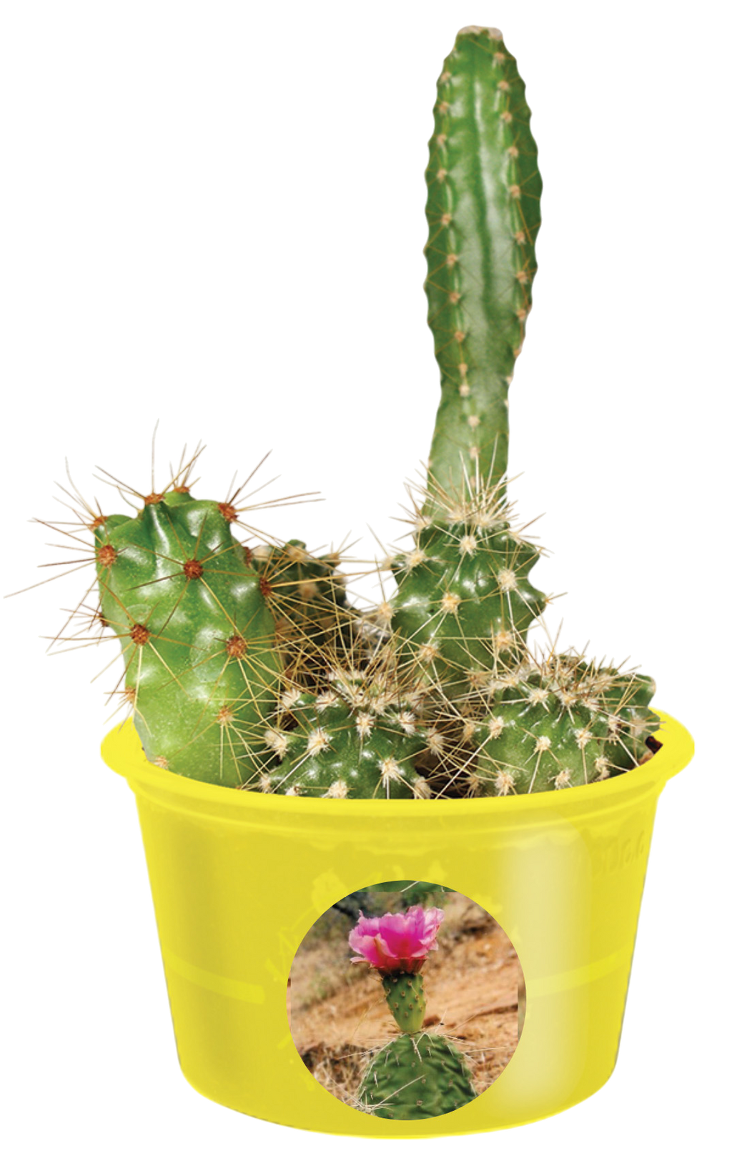 Eco Seed Sprouts Caring Carol Cactus - Multipack of 5