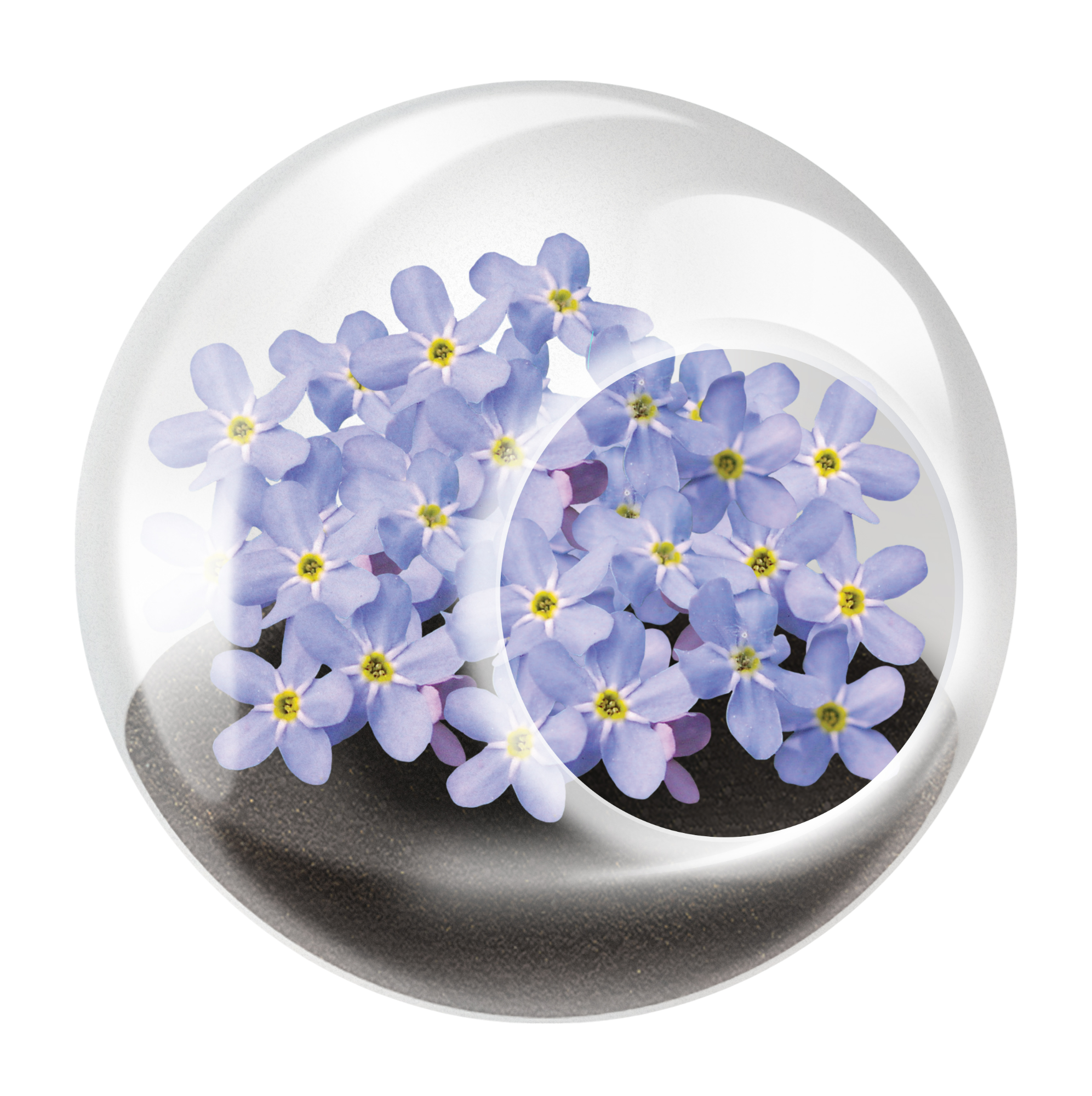 Flowering Tiny Terrariums Bundle - 1 each of 6 Varieties