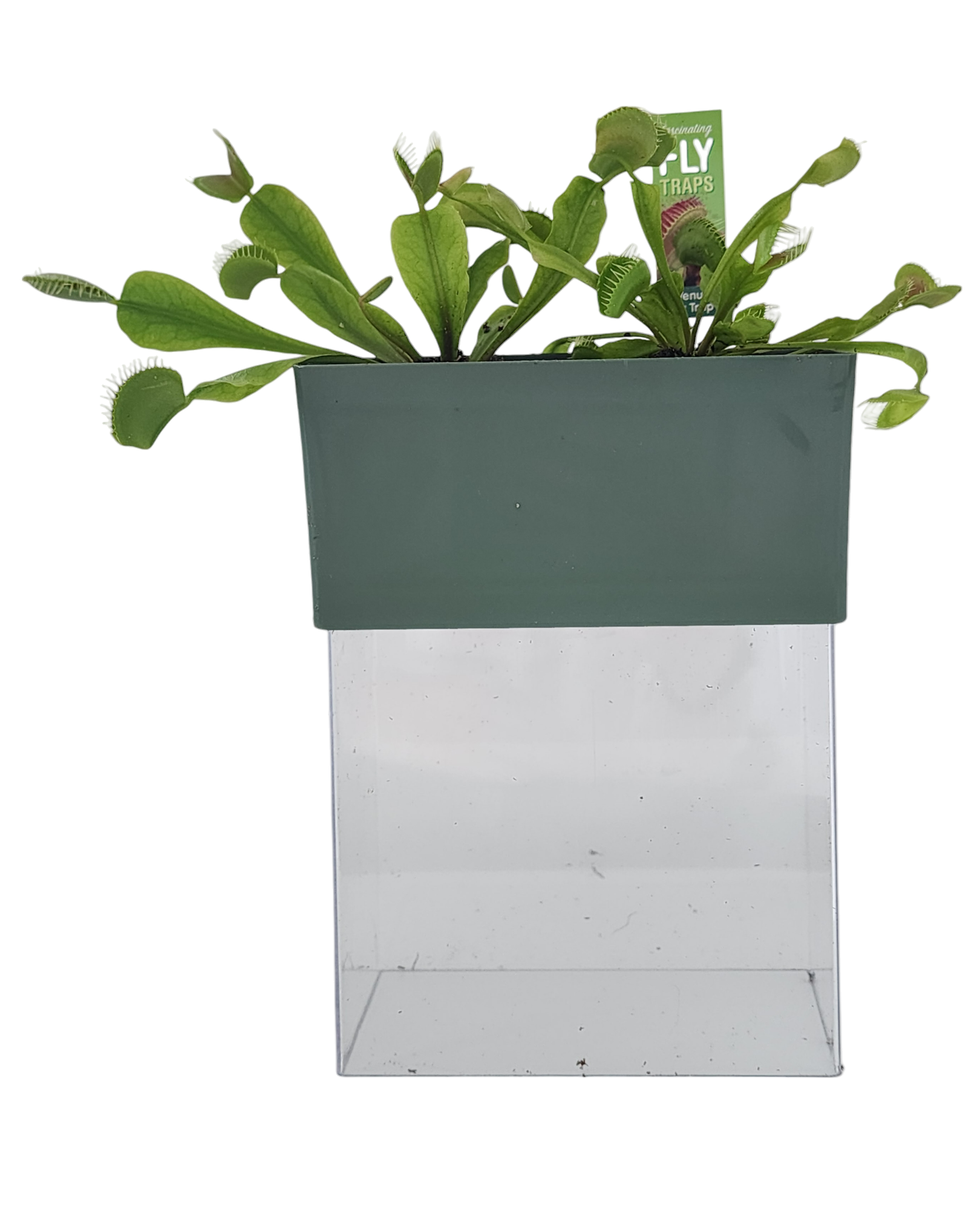 Venus Fly Trap Seed Square Terrarium