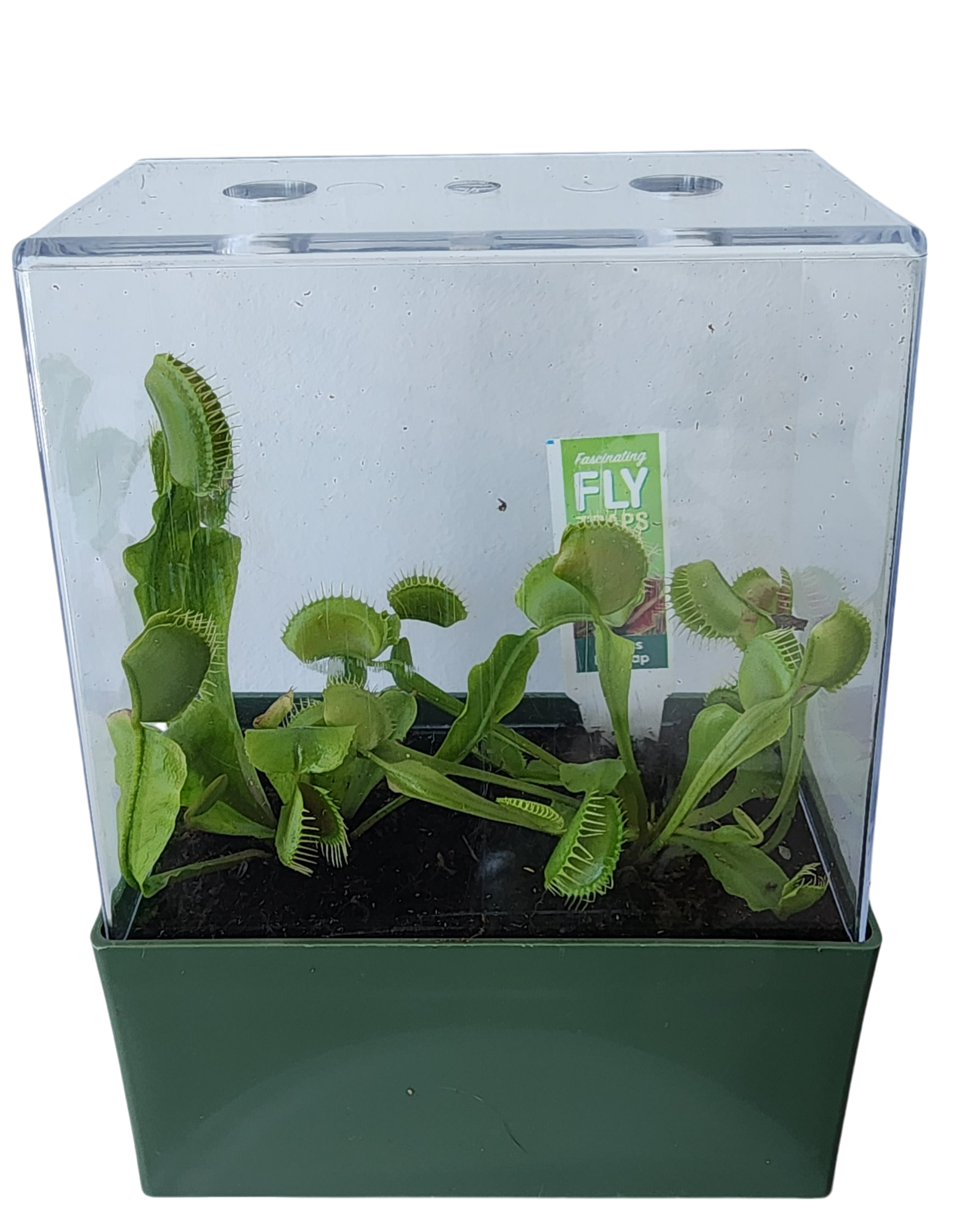 Venus Fly Trap Seed Square Terrarium