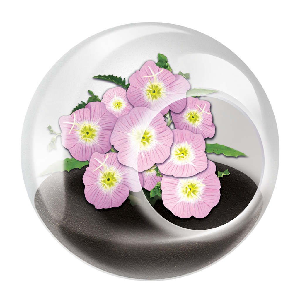 Flowering Tiny Terrariums Bundle - 1 each of 6 Varieties