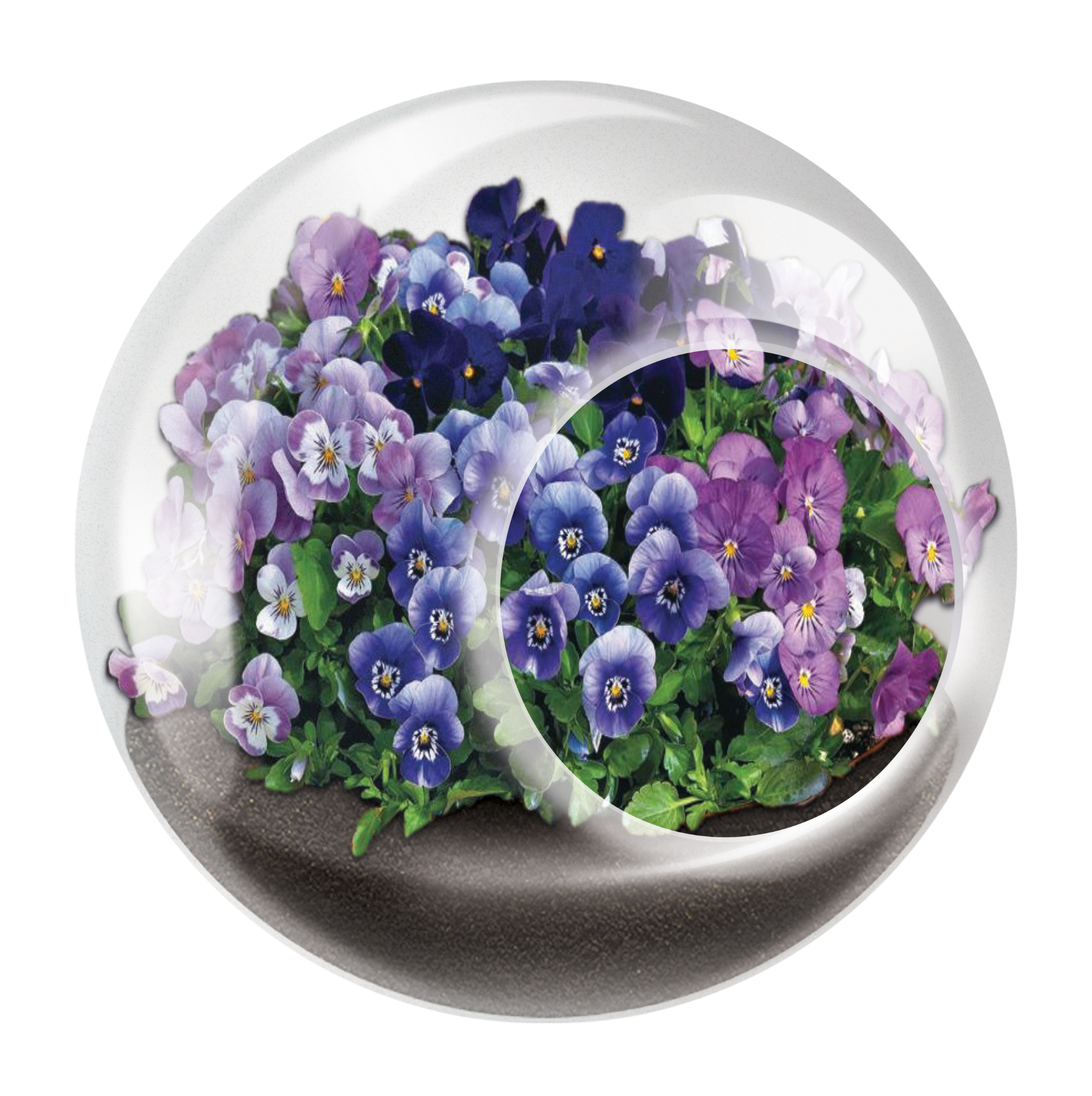 Flowering Tiny Terrariums Bundle - 1 each of 6 Varieties