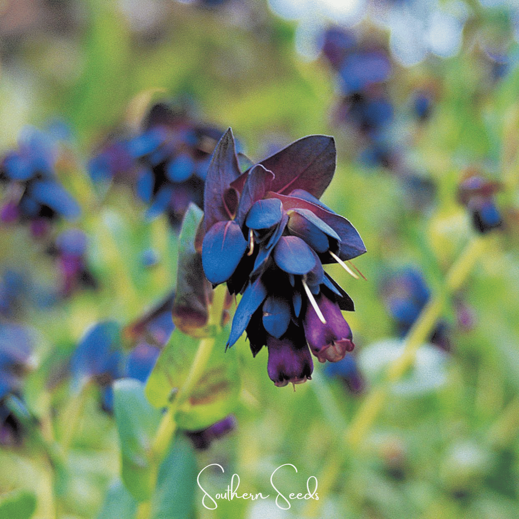 Blue Shrimp Honeywort – 10 Seeds