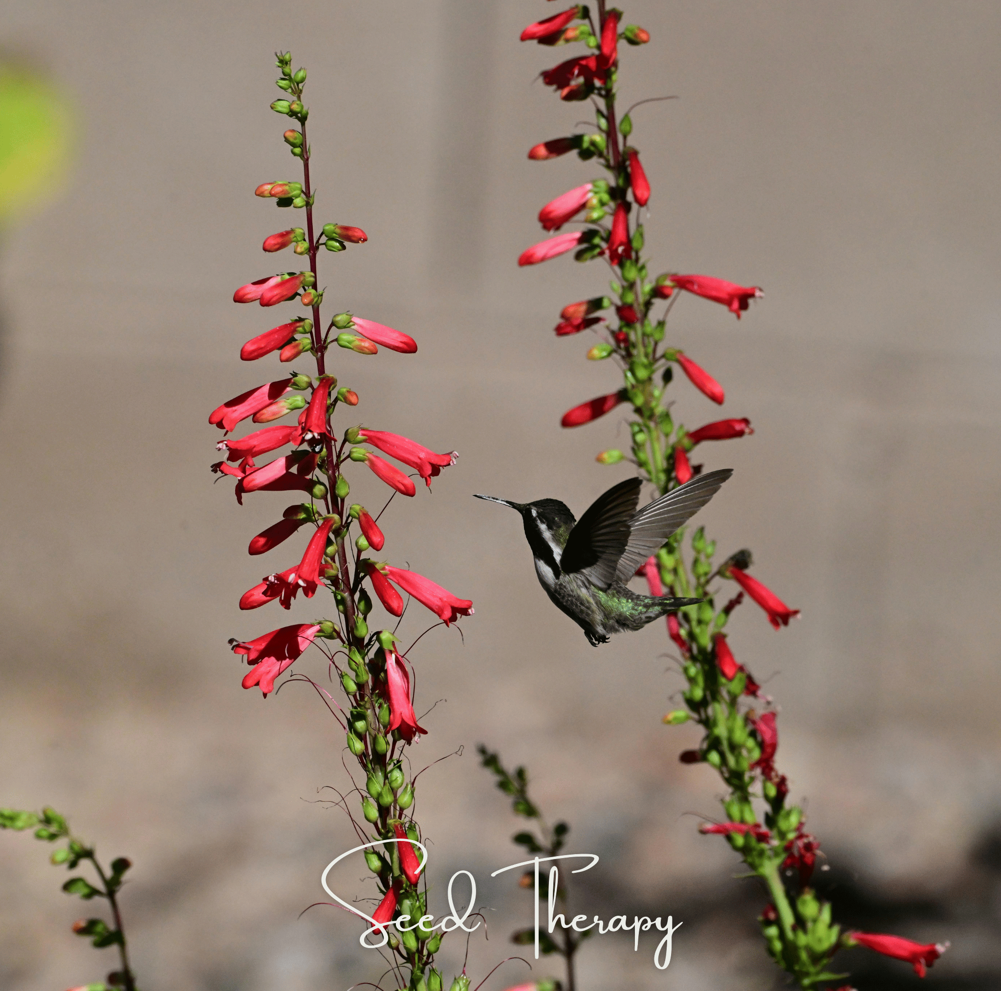 Firecracker Penstemon – 100 Seeds